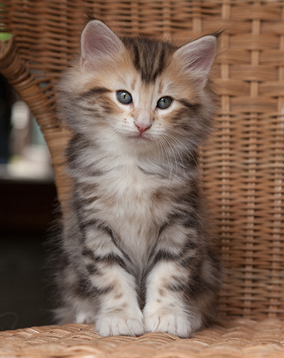 Odin - 7 weeks old