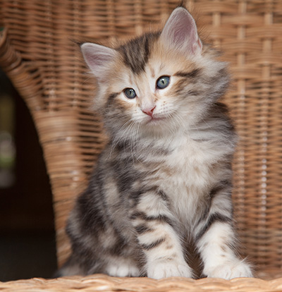Odin - 7 weeks old