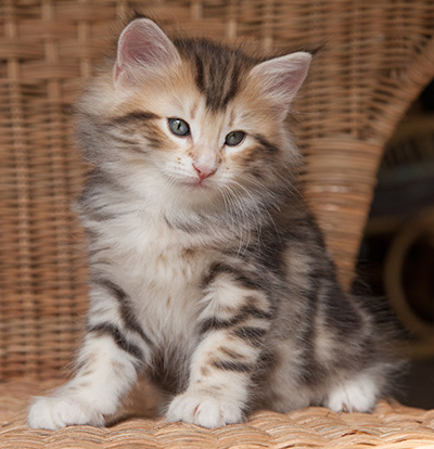 Odin - 7 weeks old