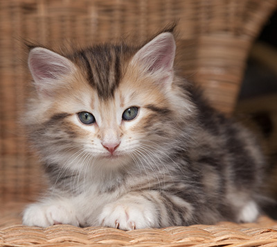 Odin - 7 weeks old