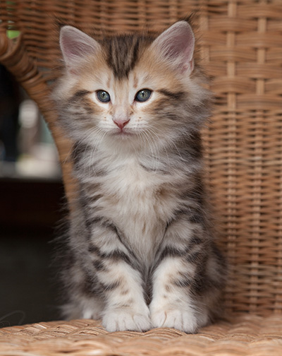 Odin - 7 weeks old