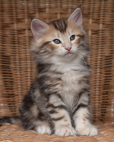 Odin - 7 weeks old