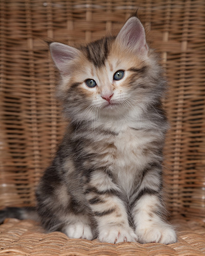 Odin - 7 weeks old