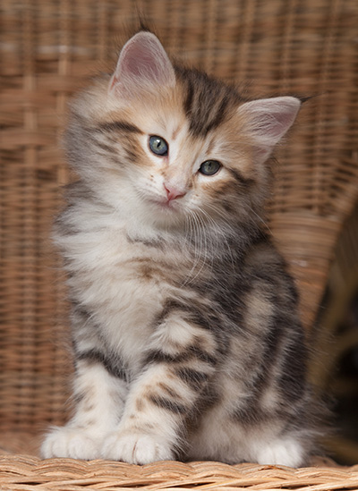 Odin - 7 weeks old