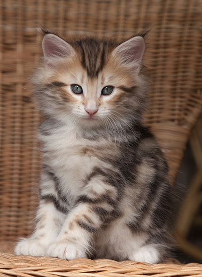 Odin - 7 weeks old