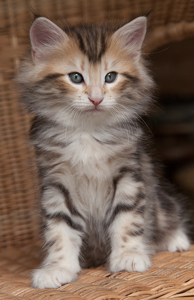 Odin - 7 weeks old