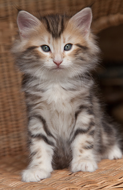 Odin - 7 weeks old