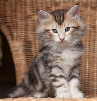 Odin - 7 weeks old
