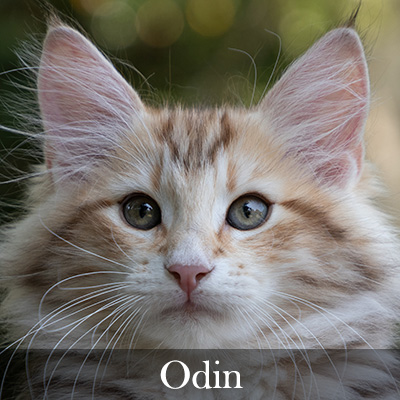 Odin