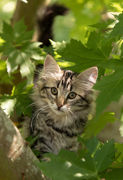 Olympe - 12 weeks old