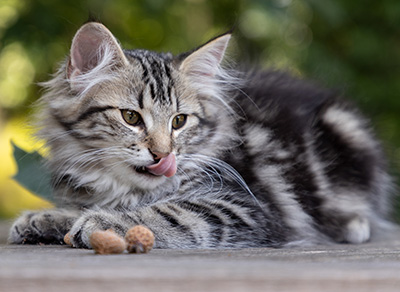 Olympe - 12 weeks old