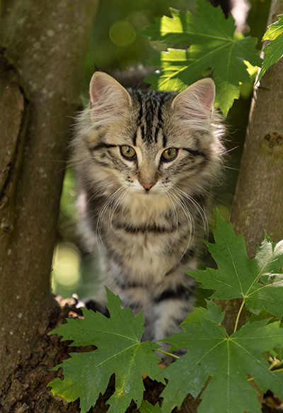 Olympe - 12 weeks old