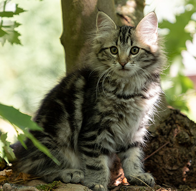 Olympe - 12 weeks old