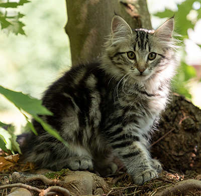 Olympe - 12 weeks old