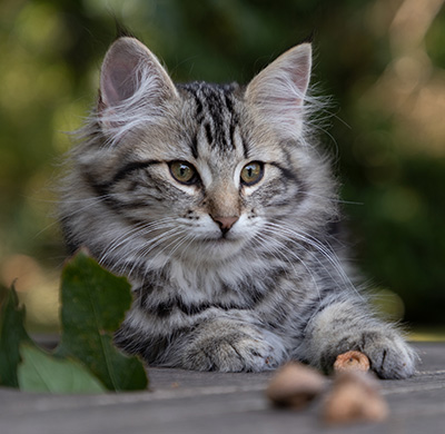 Olympe - 12 weeks old