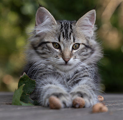 Olympe - 12 weeks old