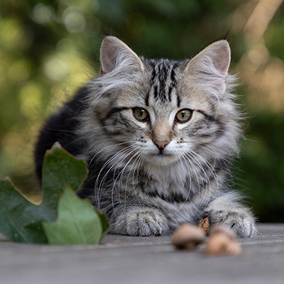 Olympe - 12 weeks old