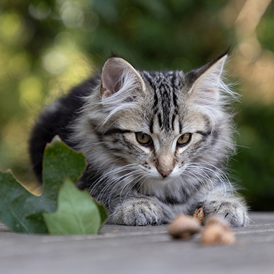 Olympe - 12 weeks old