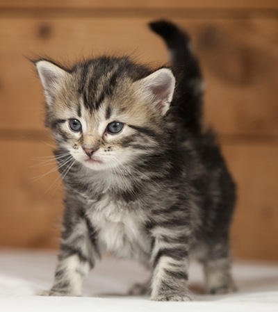Olympe - 4 weeks old