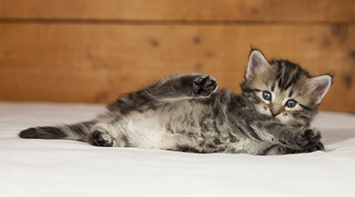 Olympe - 4 weeks old