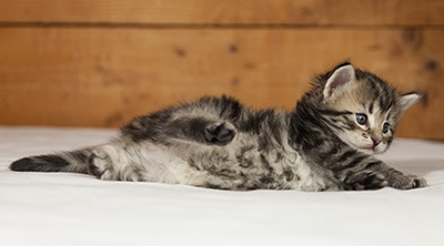 Olympe - 4 weeks old