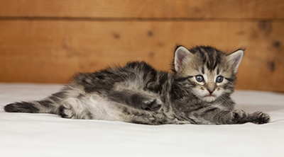 Olympe - 4 weeks old