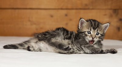 Olympe - 4 weeks old