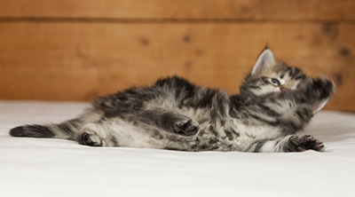 Olympe - 4 weeks old
