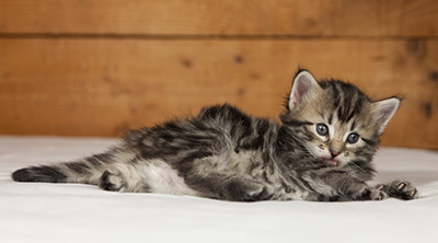 Olympe - 4 weeks old