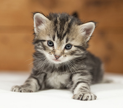 Olympe - 4 weeks old