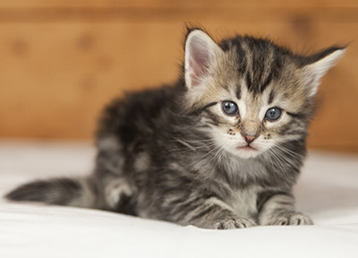 Olympe - 4 weeks old