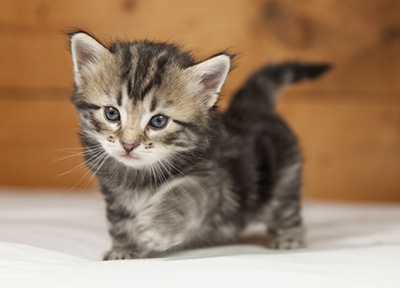 Olympe - 4 weeks old