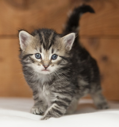 Olympe - 4 weeks old