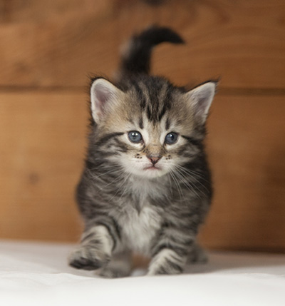 Olympe - 4 weeks old