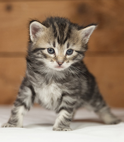 Olympe - 4 weeks old