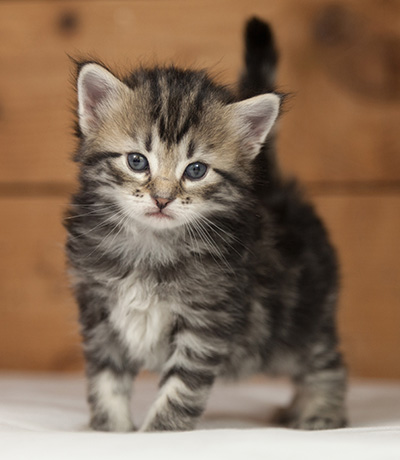 Olympe - 4 weeks old
