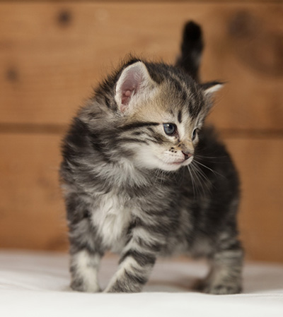Olympe - 4 weeks old