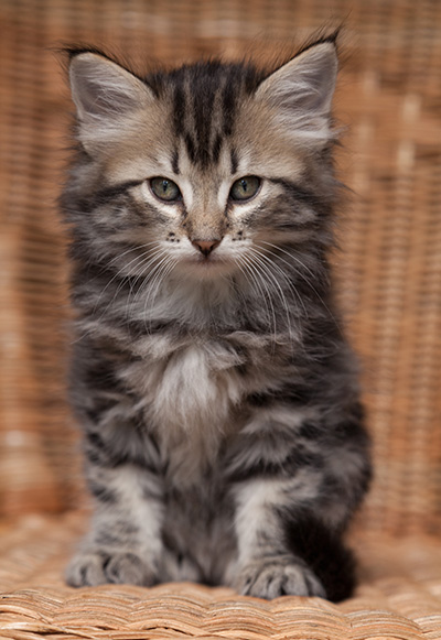 Olympe - 7 weeks old