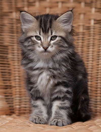 Olympe - 7 weeks old