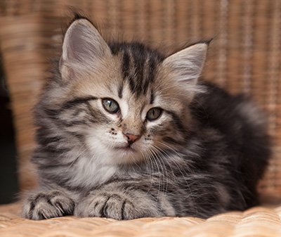 Olympe - 7 weeks old