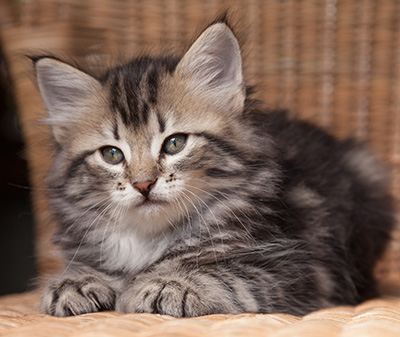 Olympe - 7 weeks old