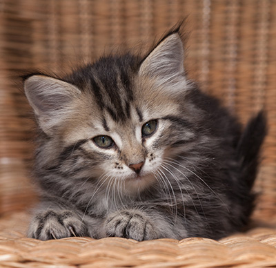 Olympe - 7 weeks old