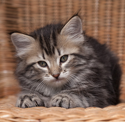 Olympe - 7 weeks old