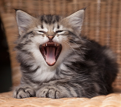 Olympe - 7 weeks old