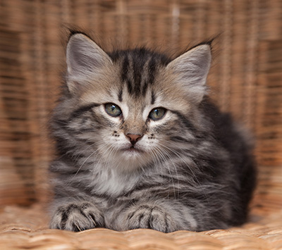 Olympe - 7 weeks old