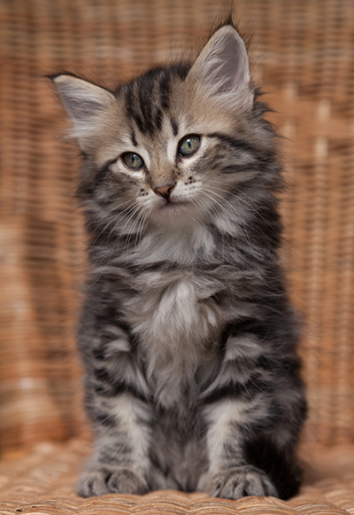 Olympe - 7 weeks old