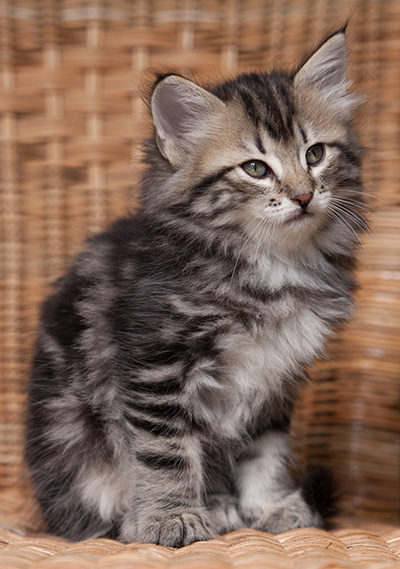 Olympe - 7 weeks old