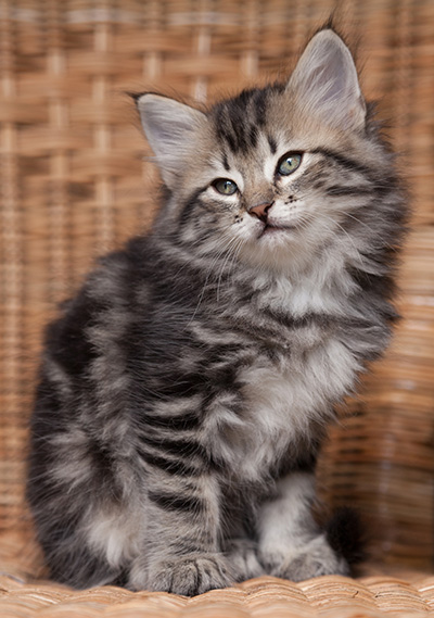 Olympe - 7 weeks old