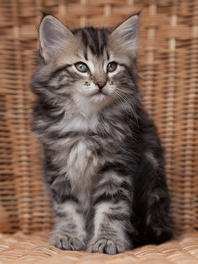 Olympe - 7 weeks old