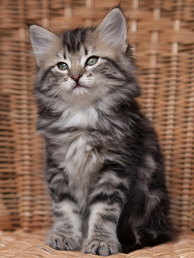 Olympe - 7 weeks old